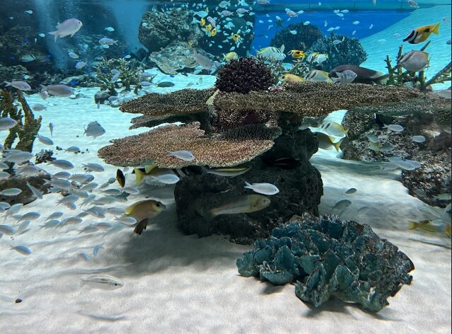 熱帯魚飼育水