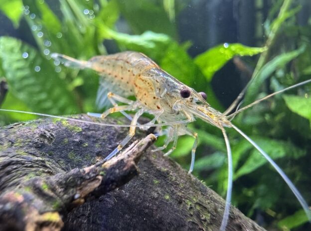 イオン交換樹脂で簡単な軟水作り（概要）