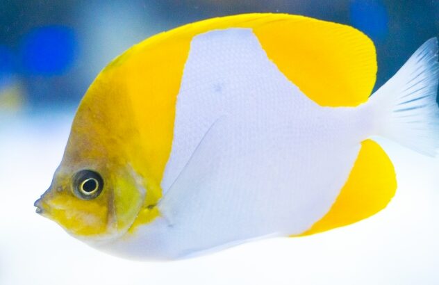 イオン交換樹脂で淡水魚の水質管理（イオン交換反応の詳細）